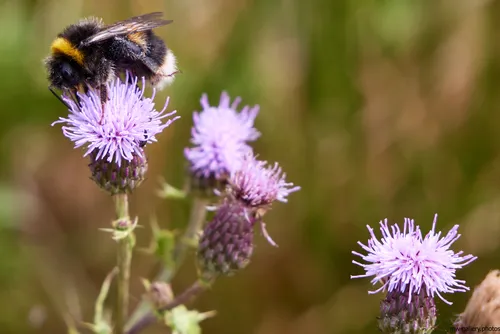 The photograph was taken in the morning during the summer, capturing an example of nature with insects interacting with plants. The main subject is a bee covered in pollen, perched on a blooming milk thistle flower. The image shows the detailed structure of the bee as well as the delicate petals and buds of the milk thistle, highlighting the interdependent relationship between bees and flowering plants. The setting consists of a natural outdoor environment, and the photograph falls under the category of nature photography.